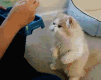 未命名.gif