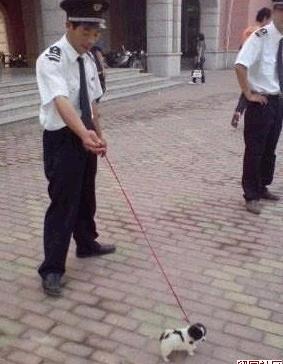 内有恶犬.jpg