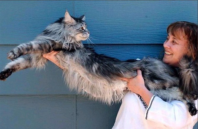 猫猫