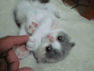 猫.gif
