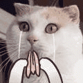 小样.gif