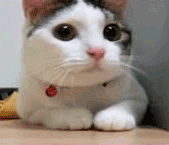 未命名.gif