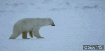 熊孩子.gif